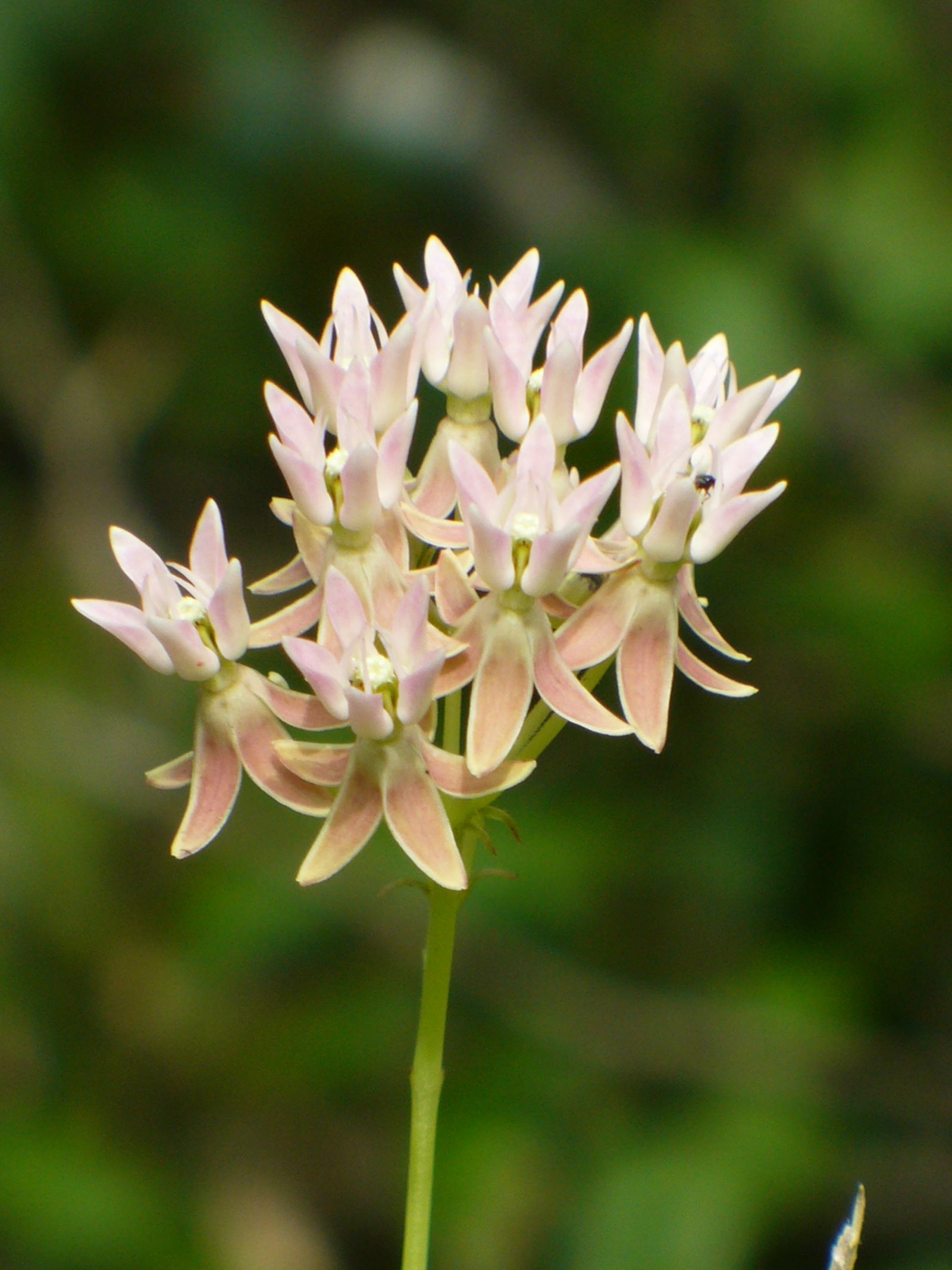 Pale pink flowers of Red Milkweed (Asclepias rubra)