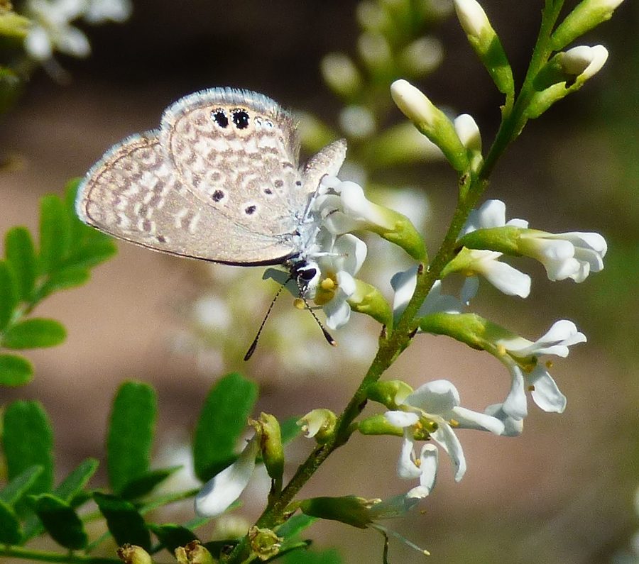 A Ceraunus Blue butterfly on Texas Kidneywood