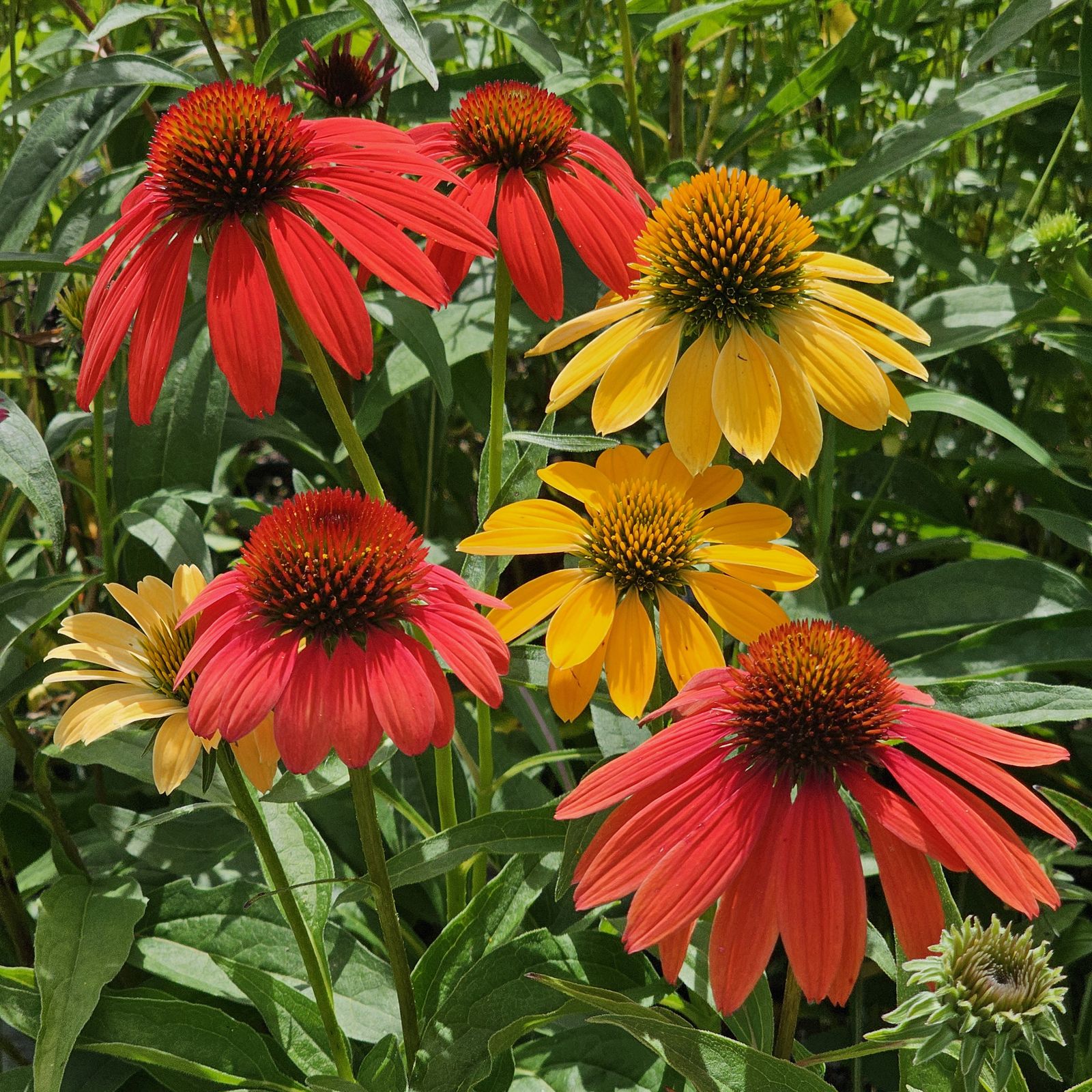 Cheyenne Spirit coneflowers in red, orange and gold