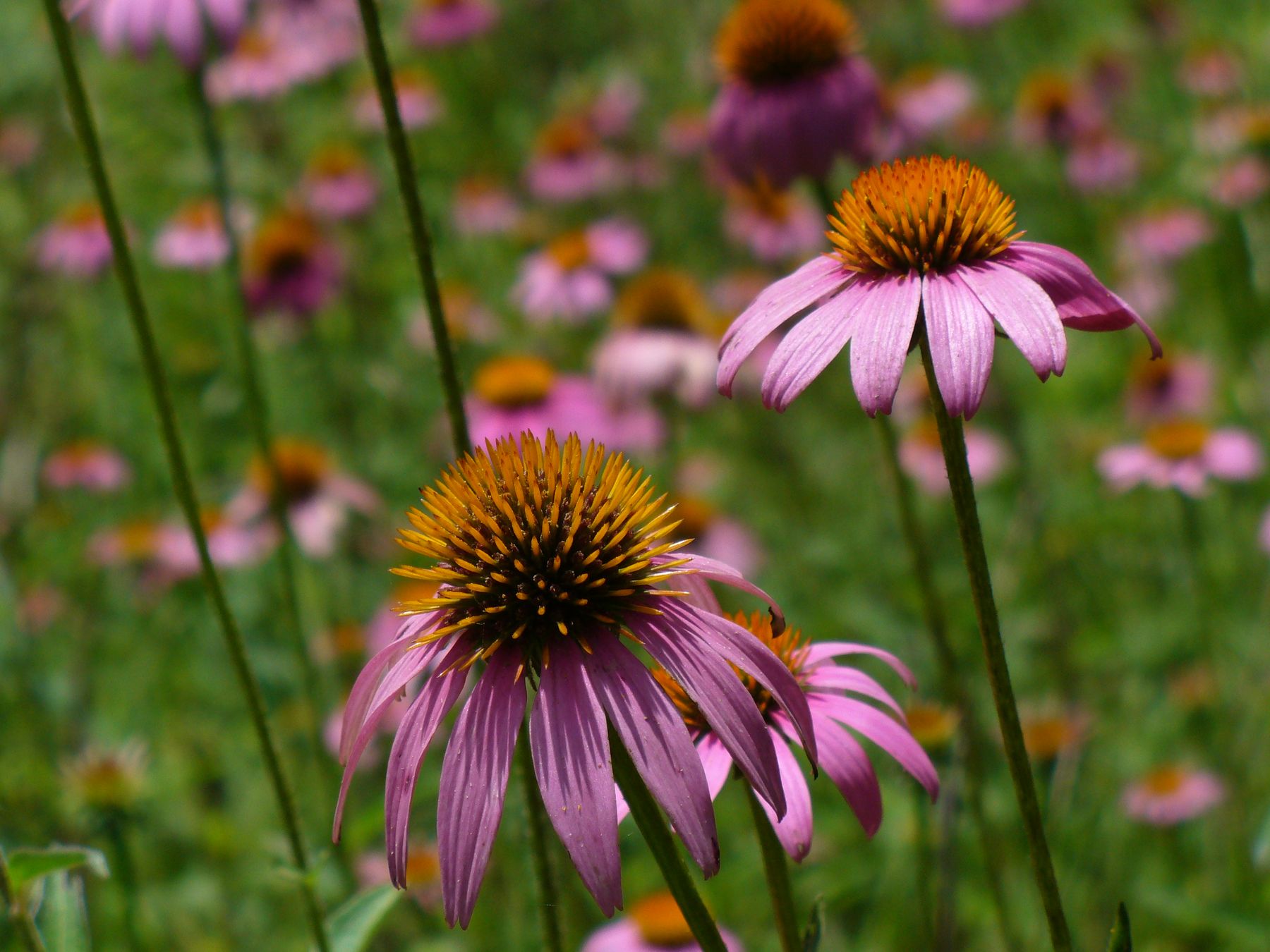 A meadow of Purple Coneflowers in bloom