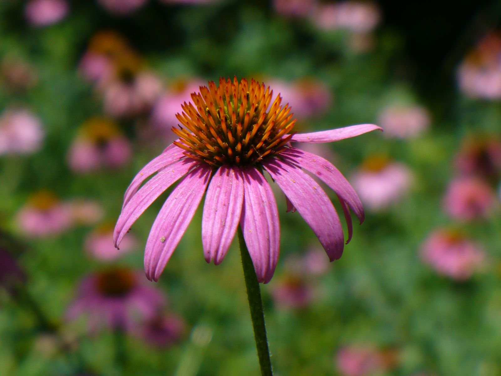 A Purple Coneflower bloom in a coneflower bed
