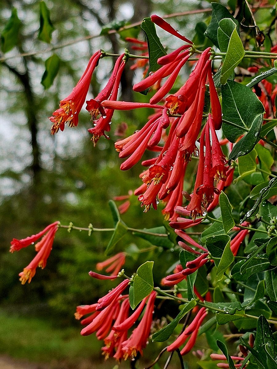 Louisiana Red Coral Honeysuckle (Lonicera sempervirens 'Louisiana Red') in bloom after rain