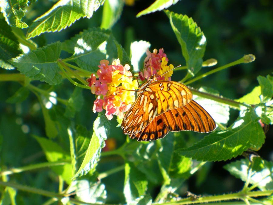 A Gulf Fritillary on lantana