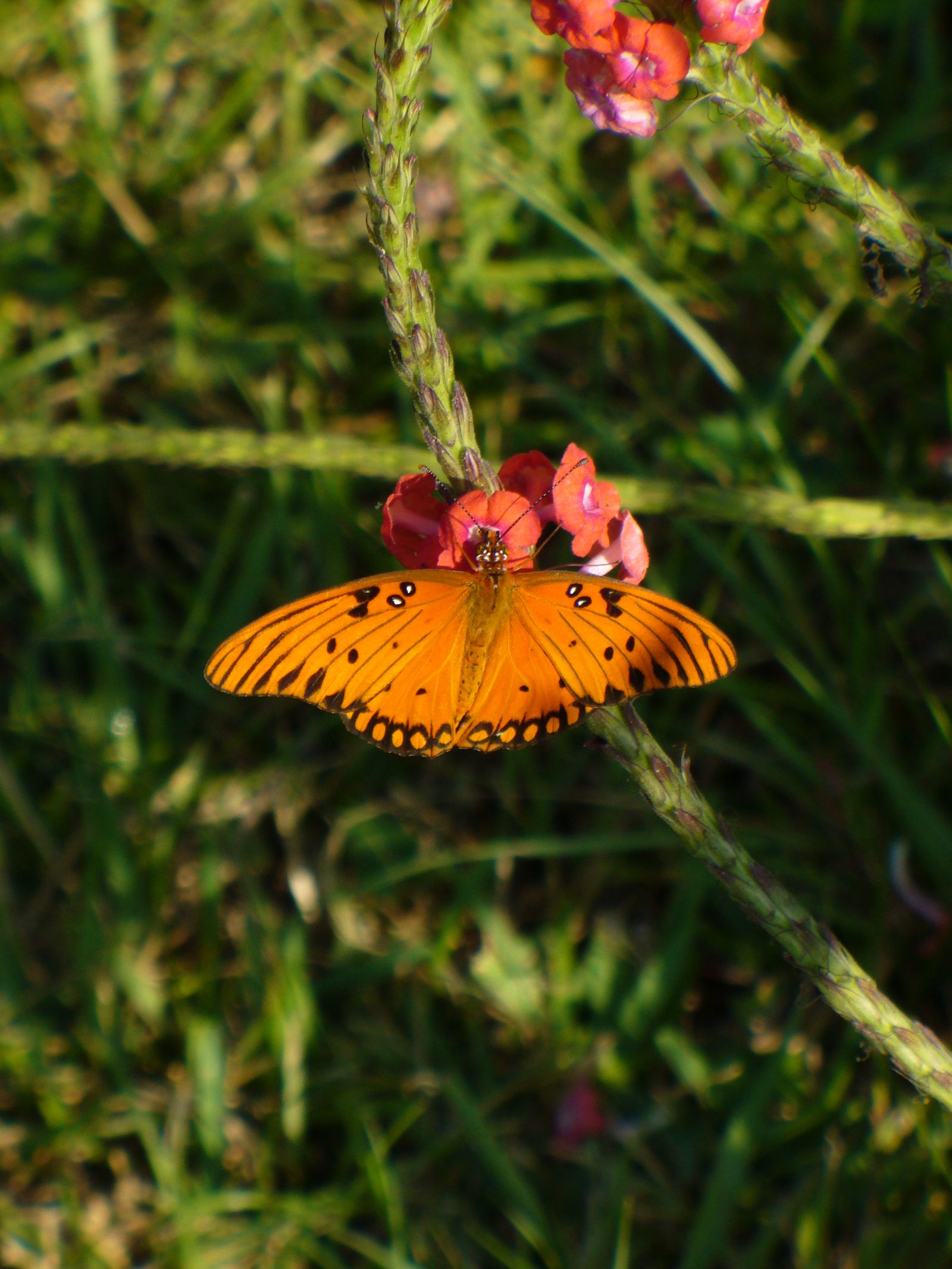 A Gulf Fritillary butterfly on red porterweed
