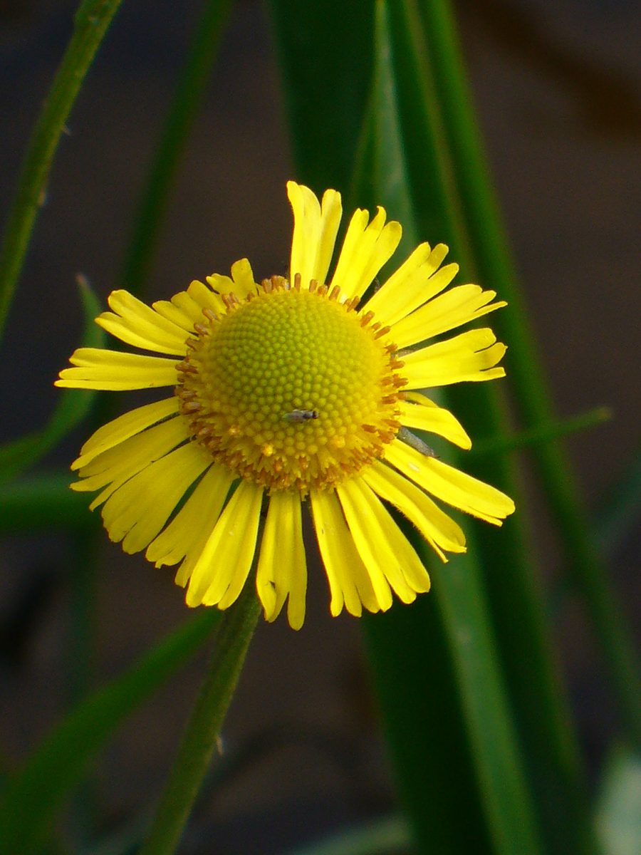 Fringed Sneezeweed (Helenium drummondii) in bloom