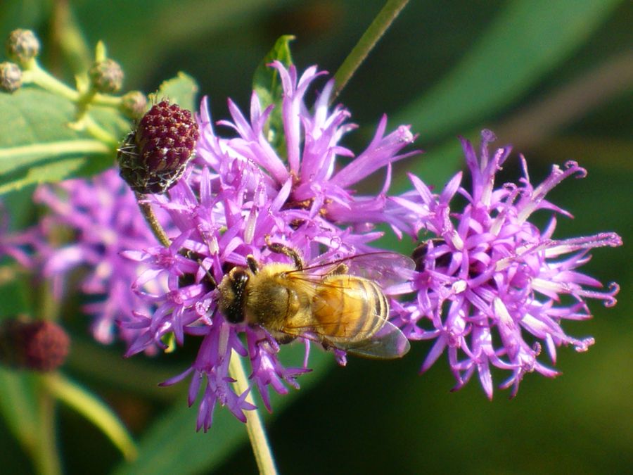 A honey bee on ironweed