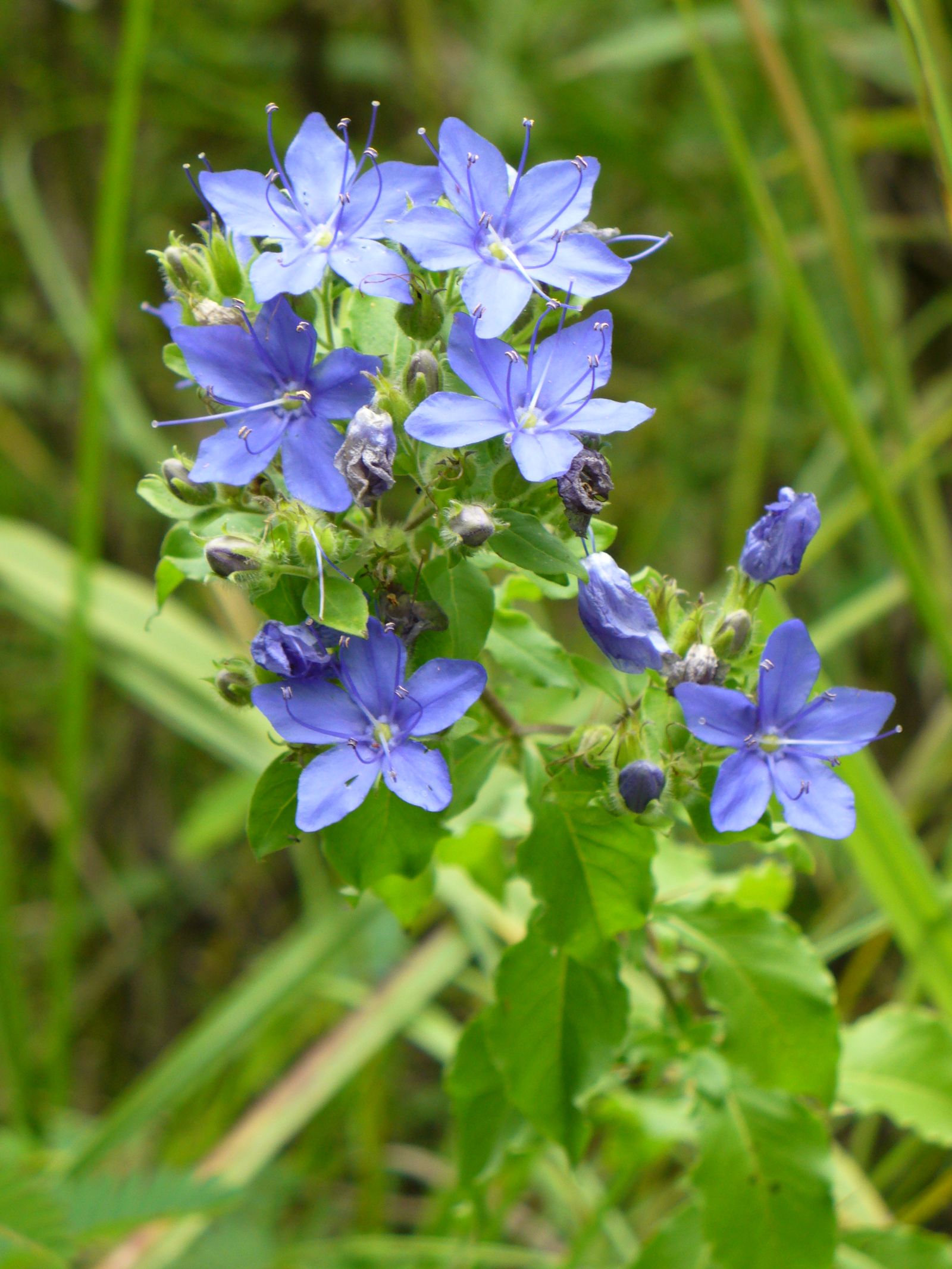 Blue Hydrolea ovata flowers