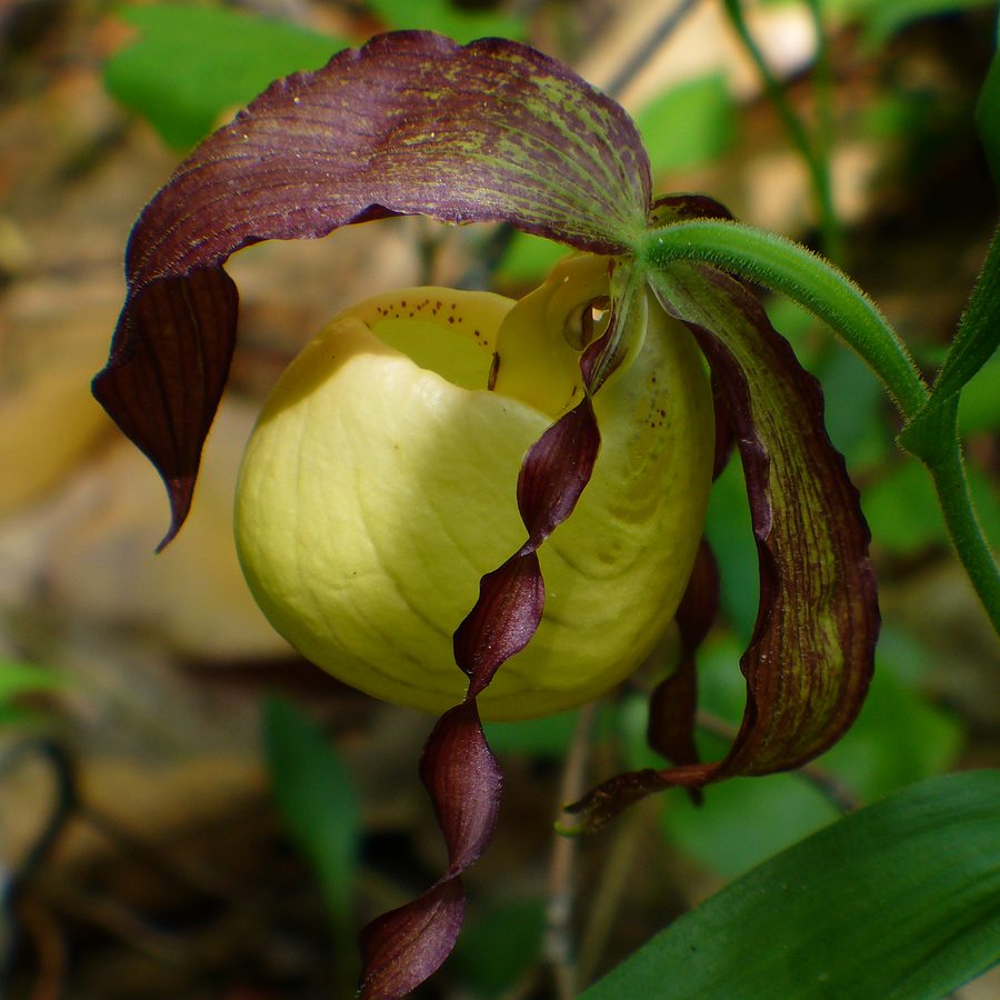 Kentucky Lady's Slipper orchid (Cypripedium kentuckiense) in bloom