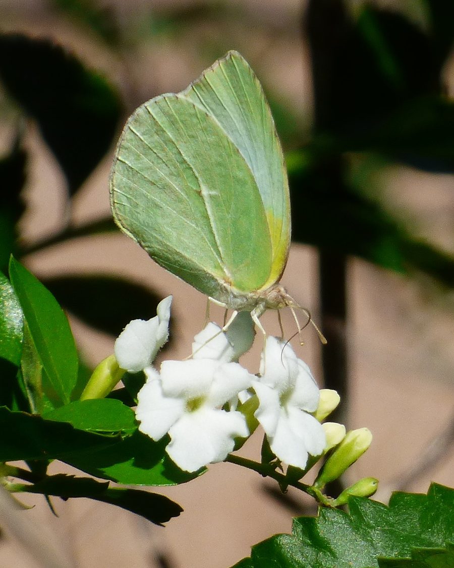 A Lyside Sulphur butterfly on White Duranta