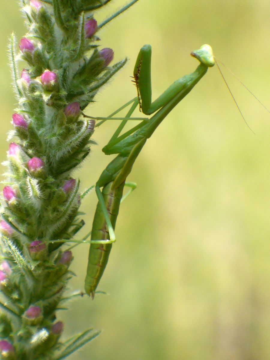 A praying mantis on a blazing star spike