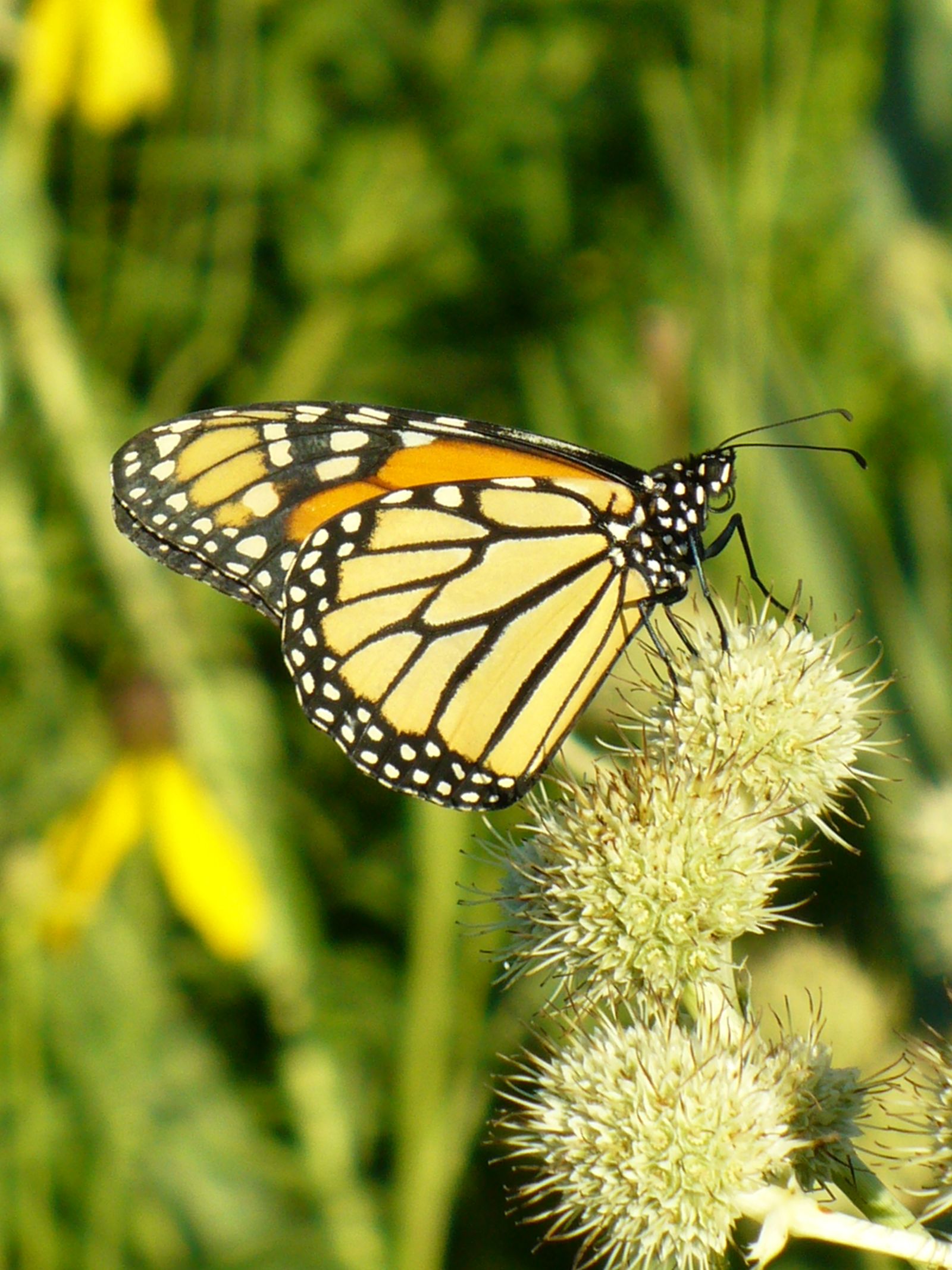 A Monarch butterfly on a buttonbush flower