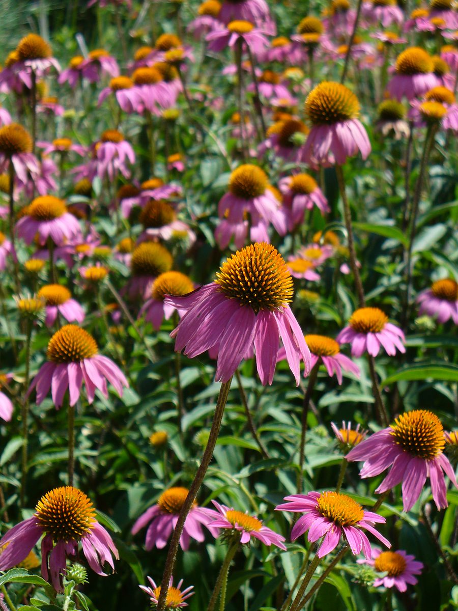 Purple Coneflowers blooming along a roadside