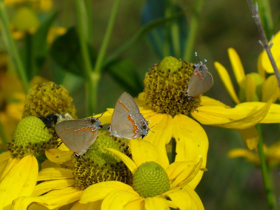 Hairstreak butterflies on yellow coneflowers