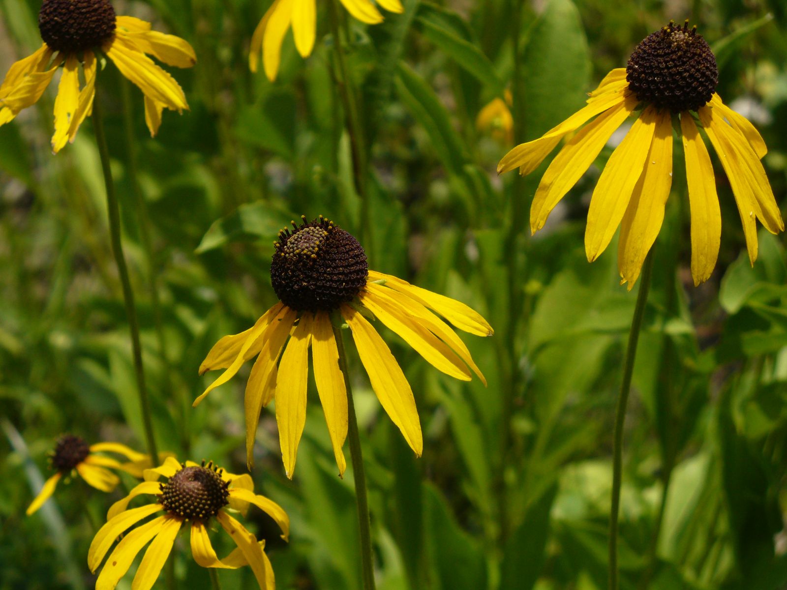 Black-eyed Susans in a meadow