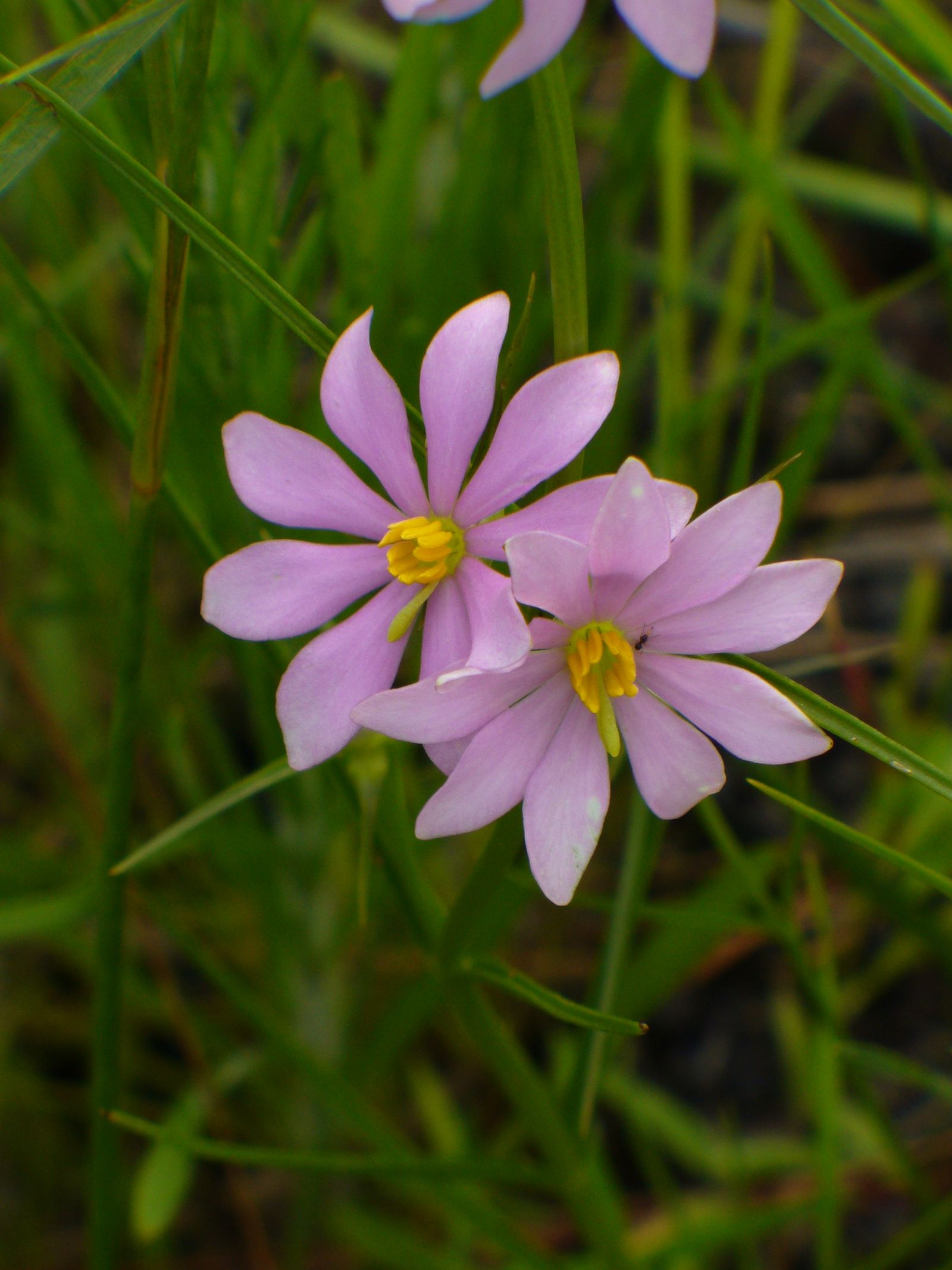 Rose gentian (Sabatia) in bloom