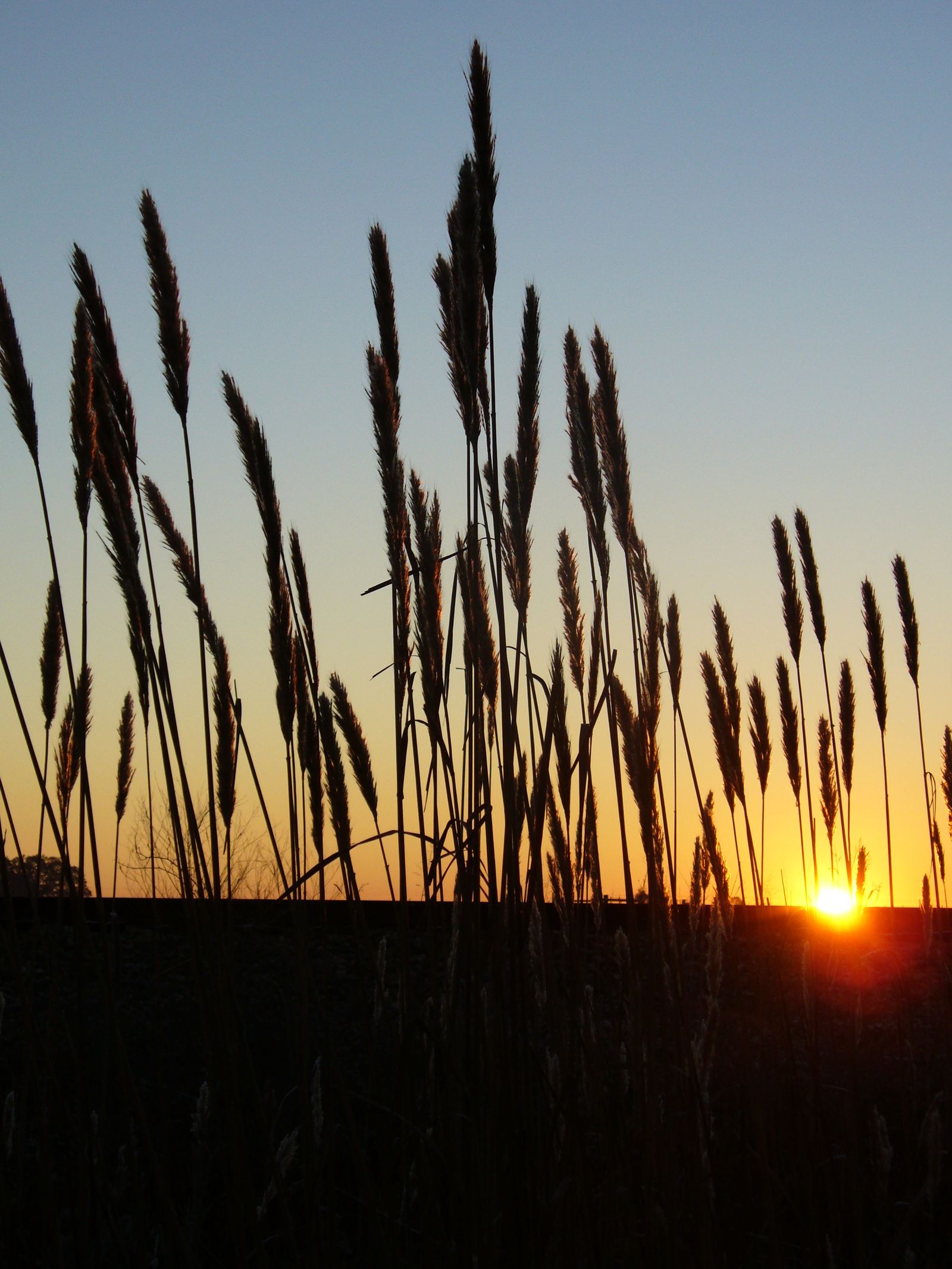 Sugarcane plume grass against the sunrise