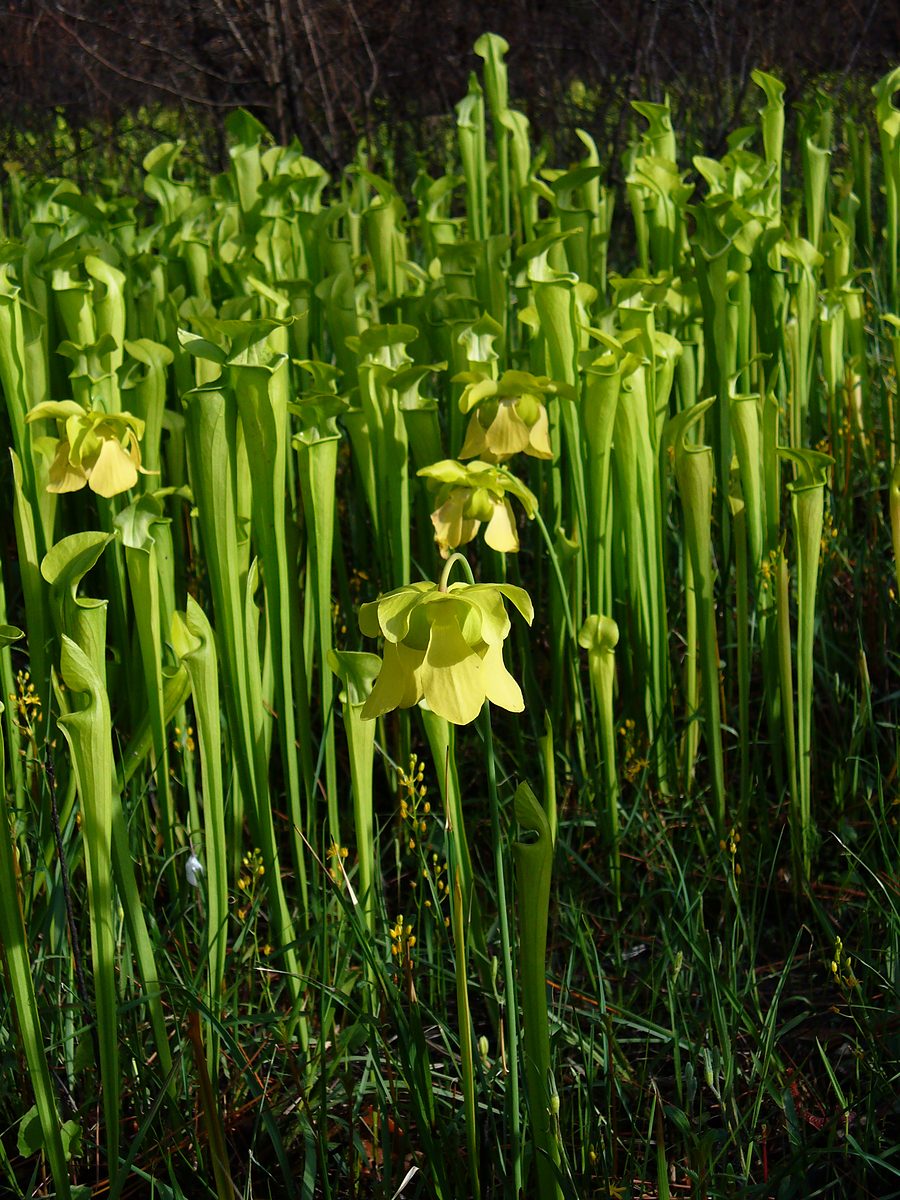 Pale Pitcher Plant (Sarracenia alata) in bloom