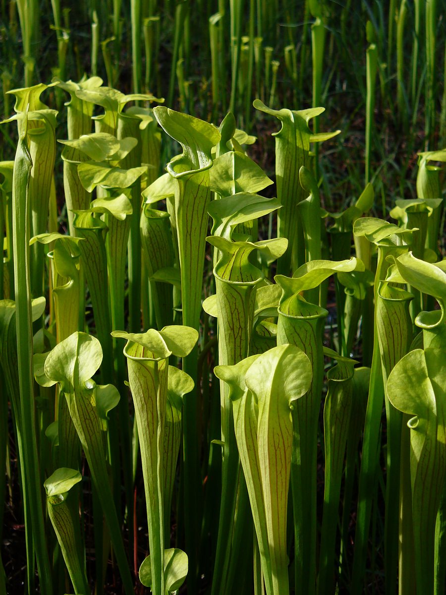 A colony of Pale Pitcher Plants (Sarracenia alata) in a bog