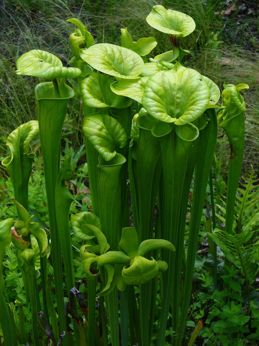 Yellow Pitcher Plant (Sarracenia flava)