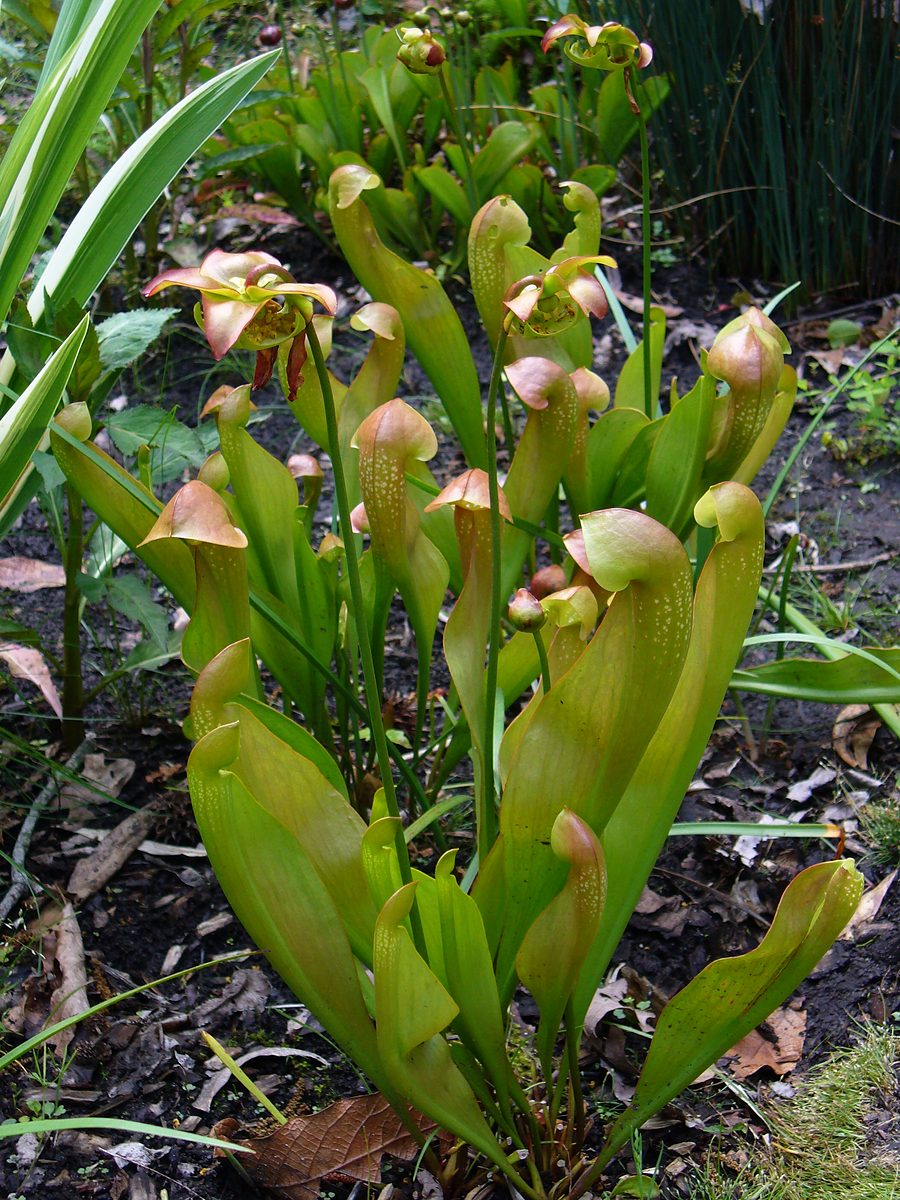 Pitcher plant Sarracenia 'Lady Bug' with red-veined pitchers