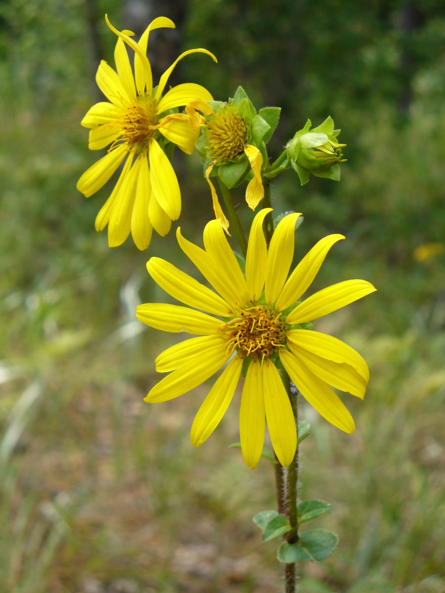 Starry Rosinweed (Silphium asteriscus) in bloom