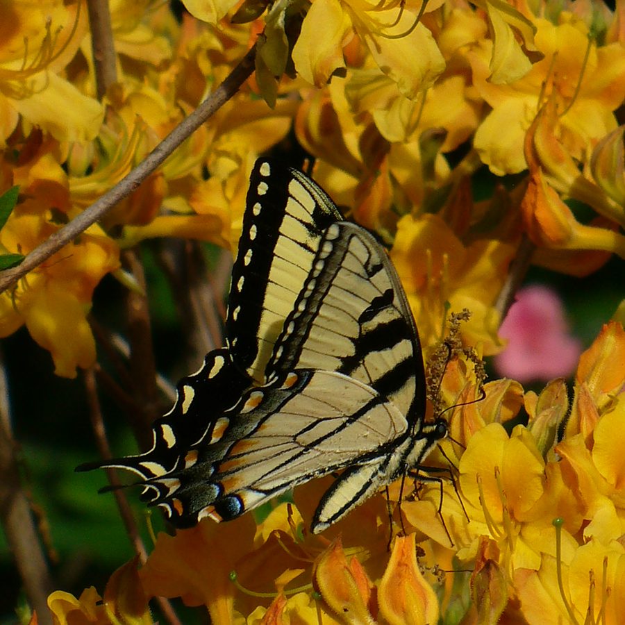 An Eastern Tiger Swallowtail on a yellow native azalea