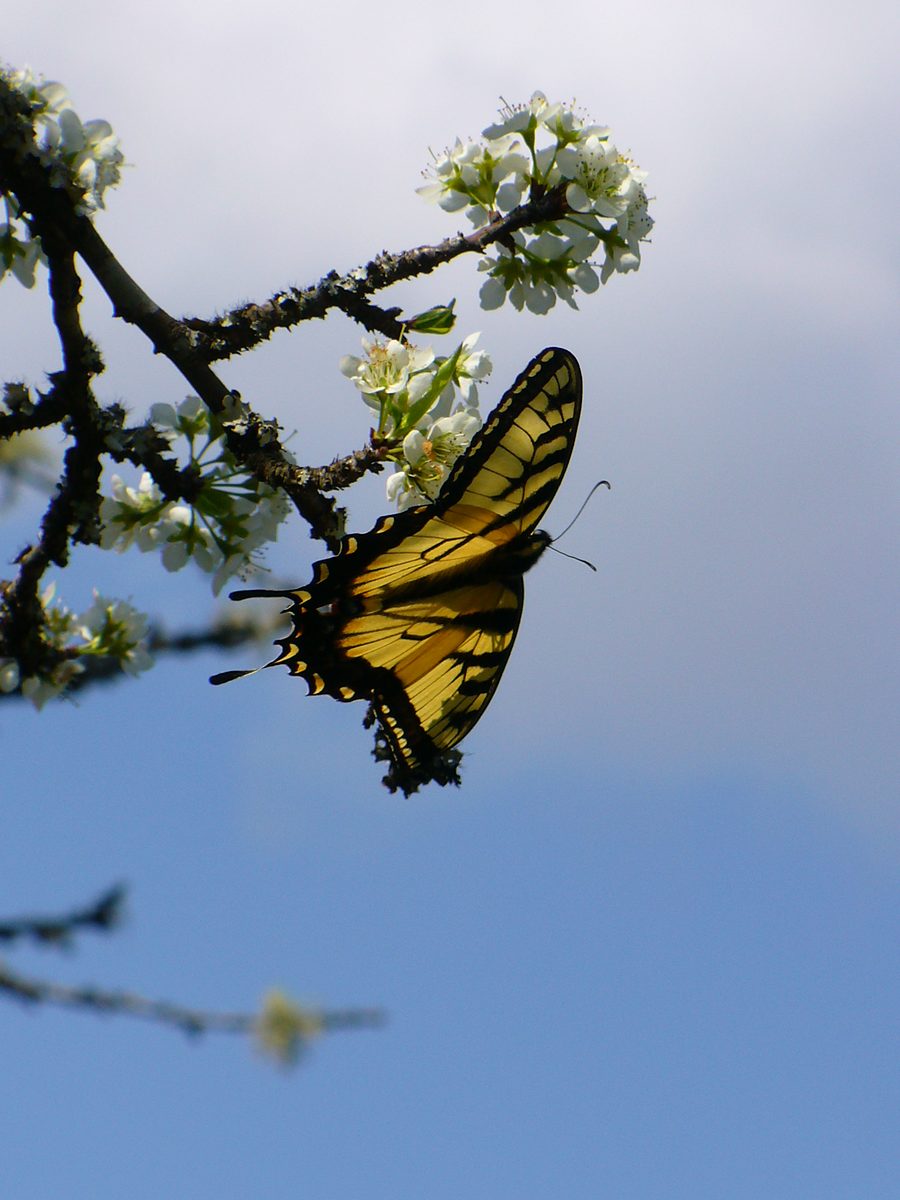 An Eastern Tiger Swallowtail on plum blossoms
