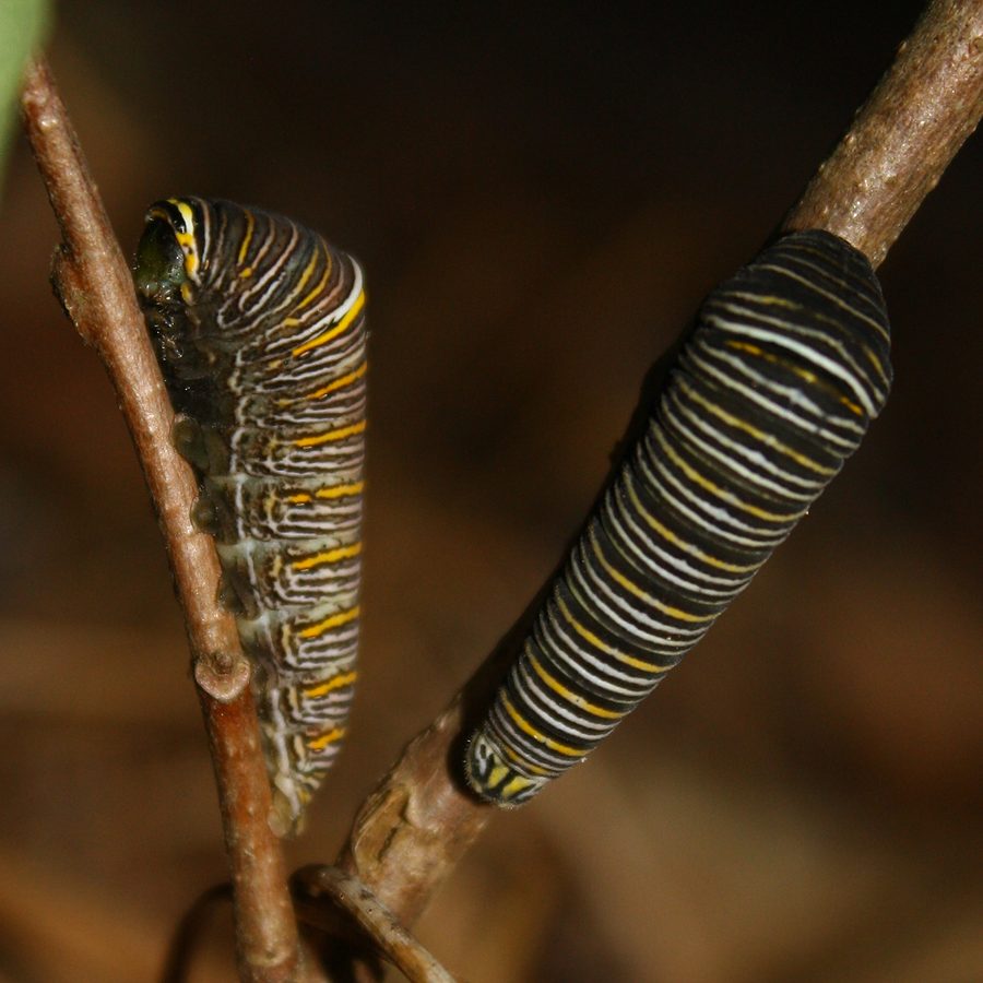 Zebra Swallowtail caterpillars on Dwarf Pawpaw leaves