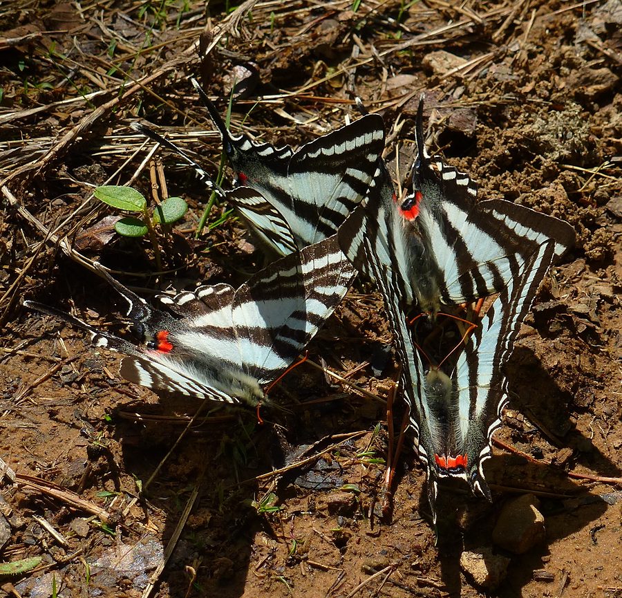 Zebra Swallowtails puddling on wet ground
