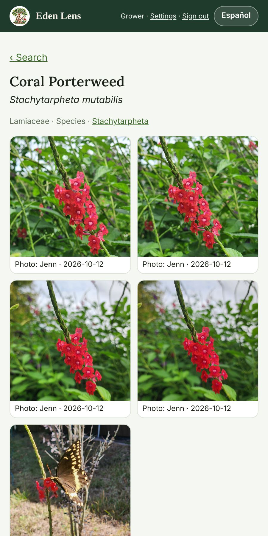 An Eden Lens plant page with the team's photos of Coral Porterweed