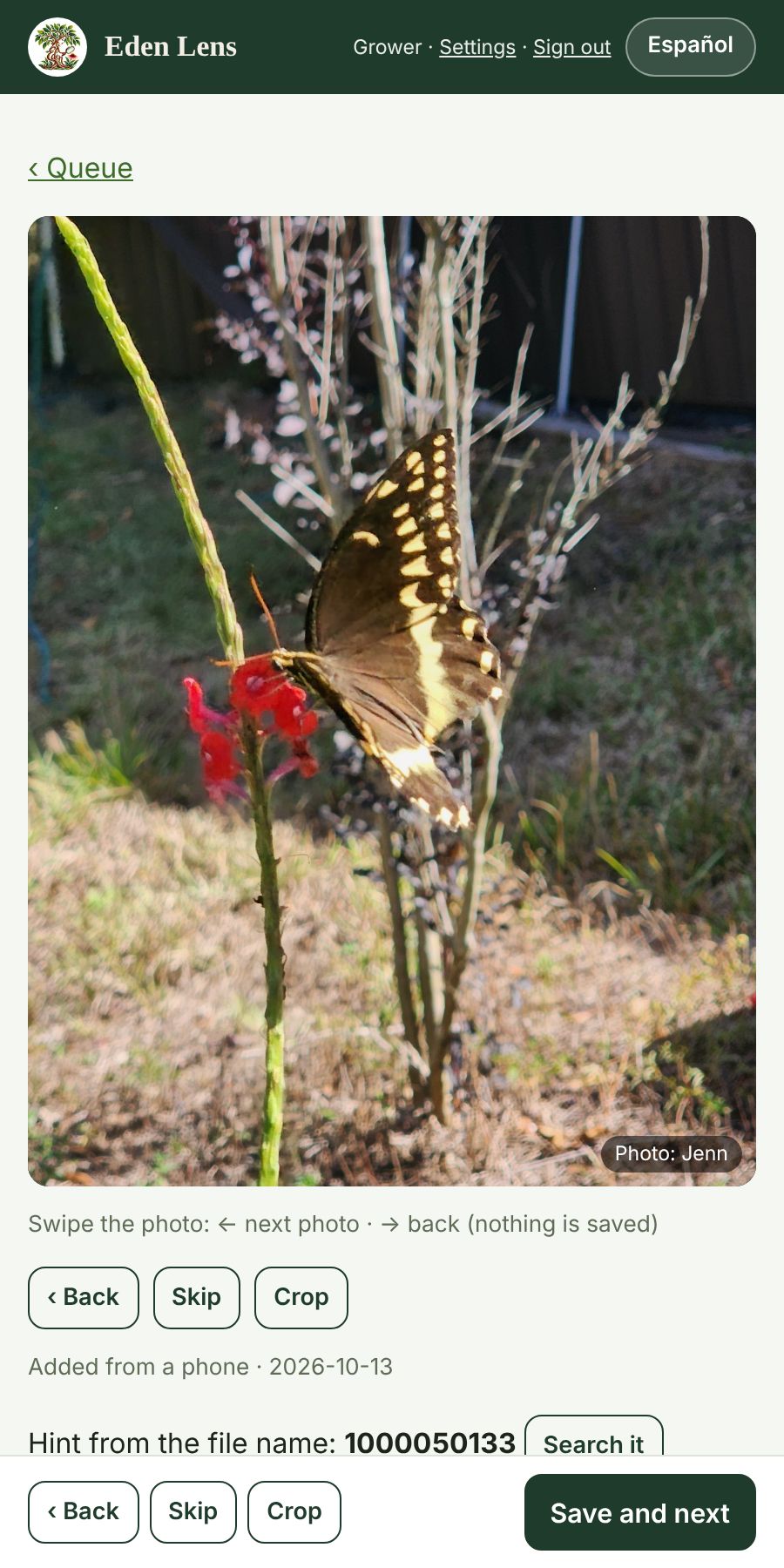 Naming a new photo: a swallowtail butterfly on Coral Porterweed