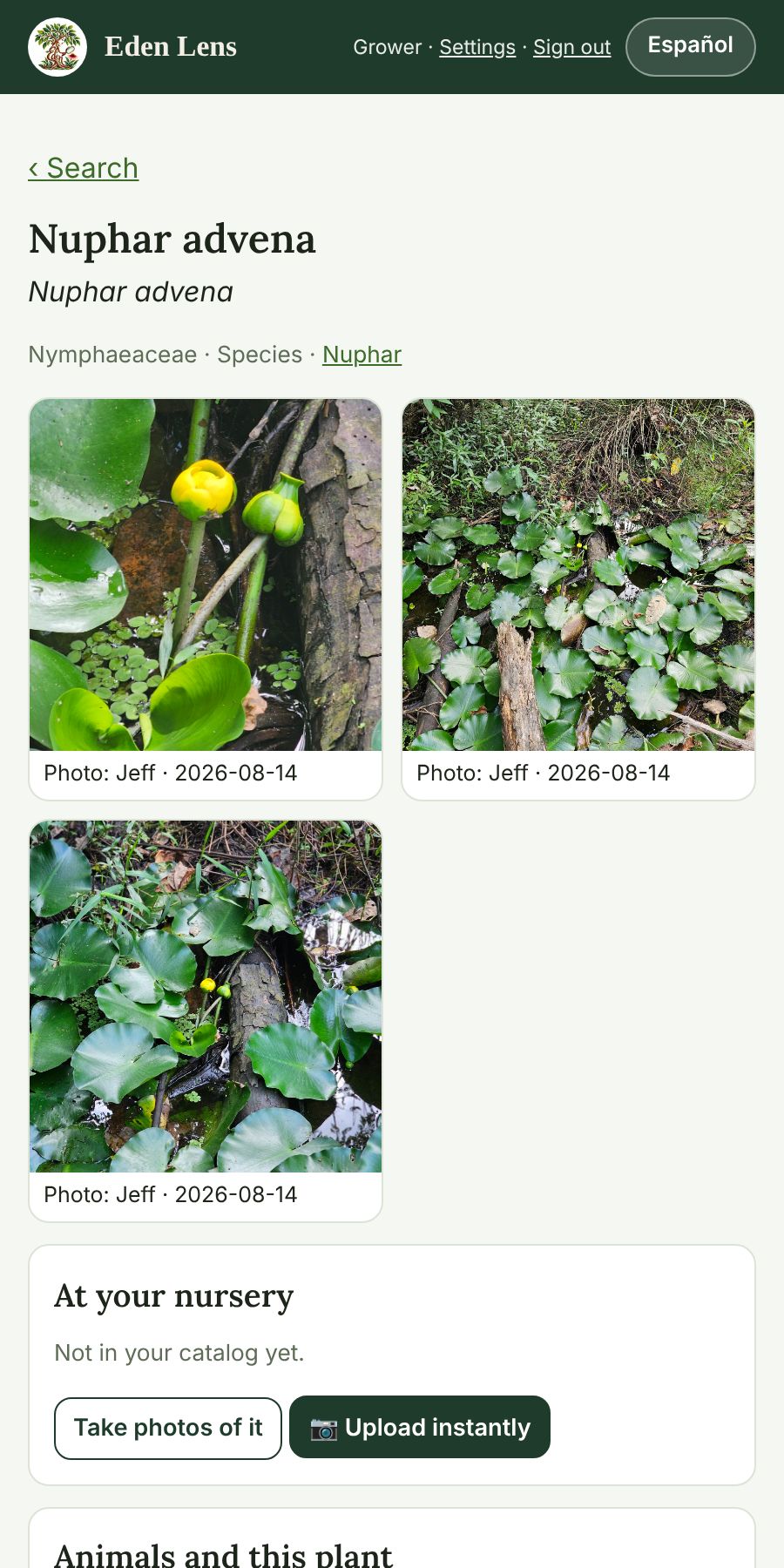 An Eden Lens plant page: Yellow Pond-lily photos and where it fits in your nursery